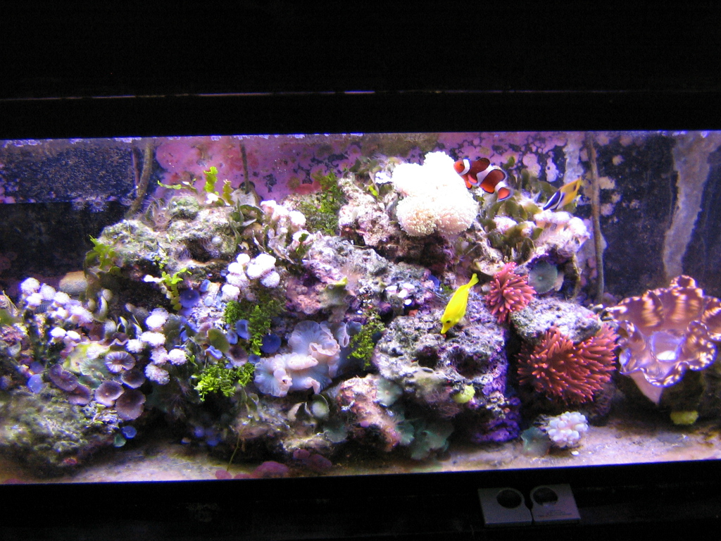 reefbbfront1.jpeg